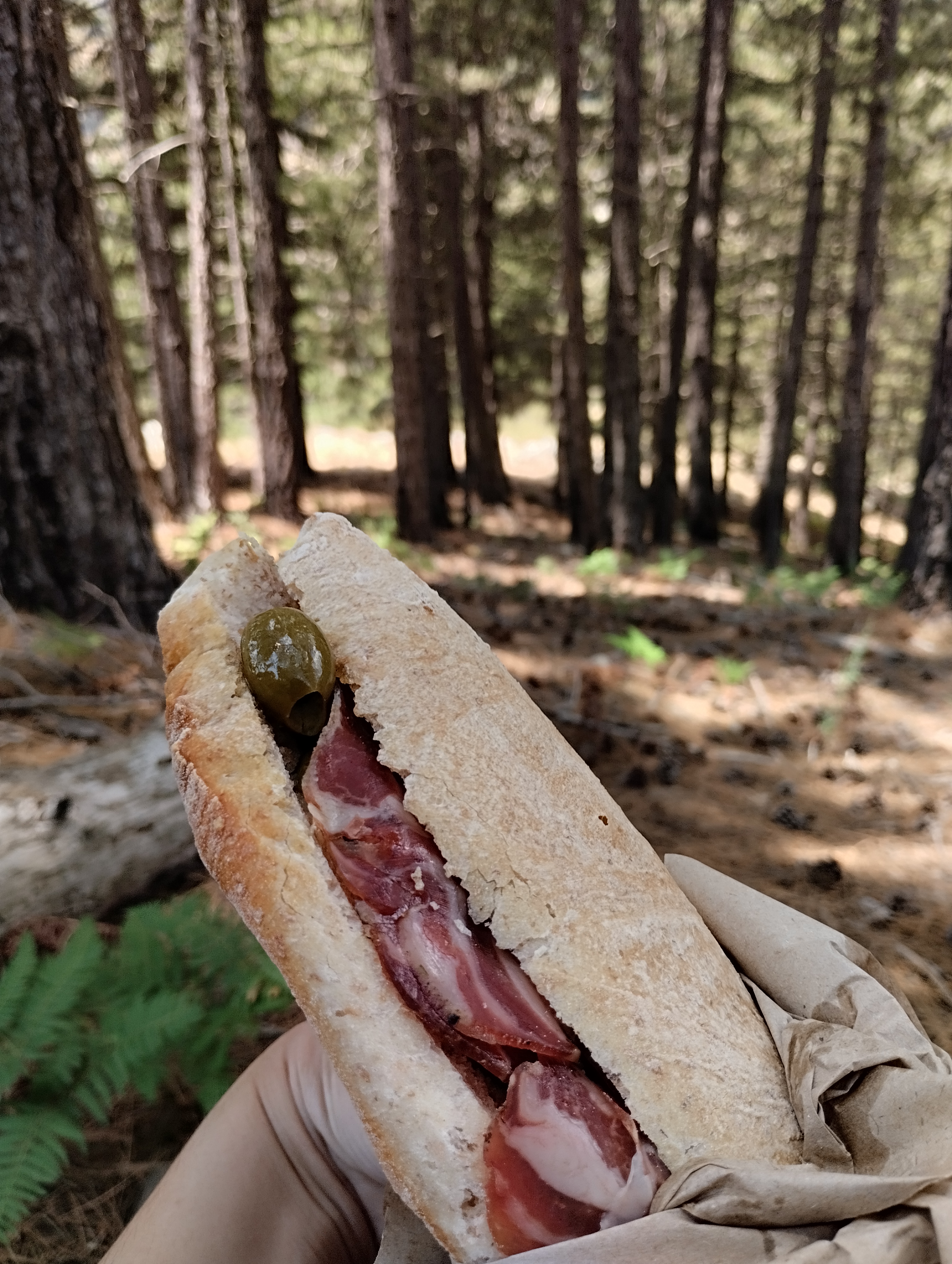 Panino con capocollo calabrese nel bosco