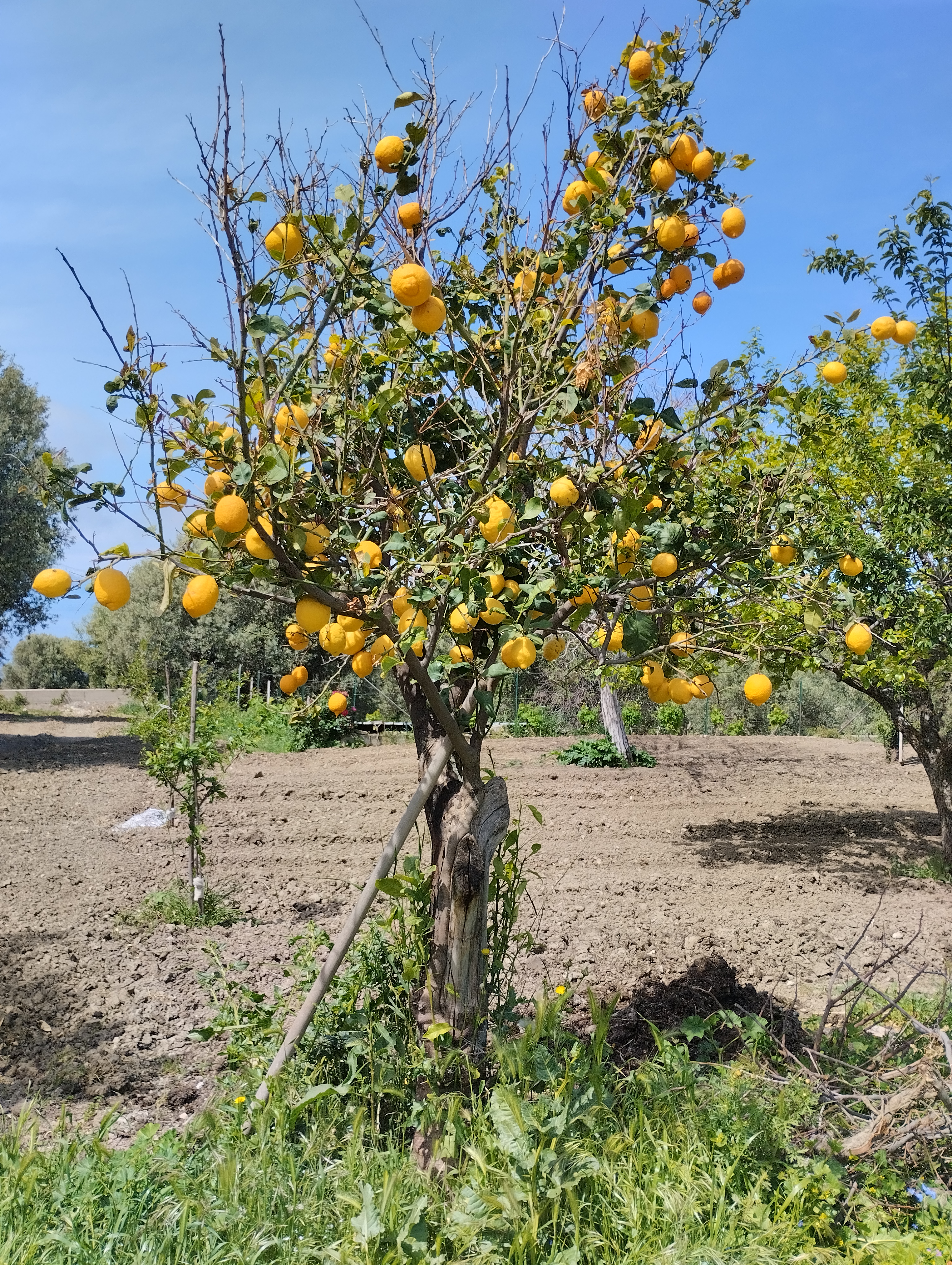 Albero di limone in Aspromonte