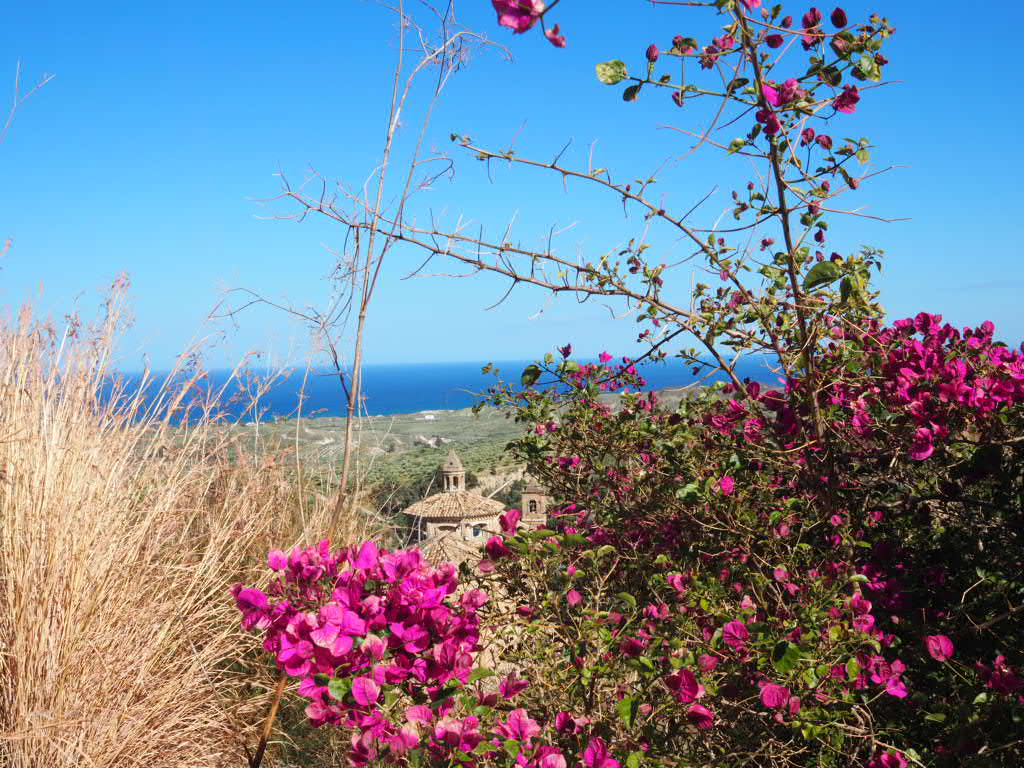 Bougainvillea rosa fiorita a Badolato con il Mar Ionio